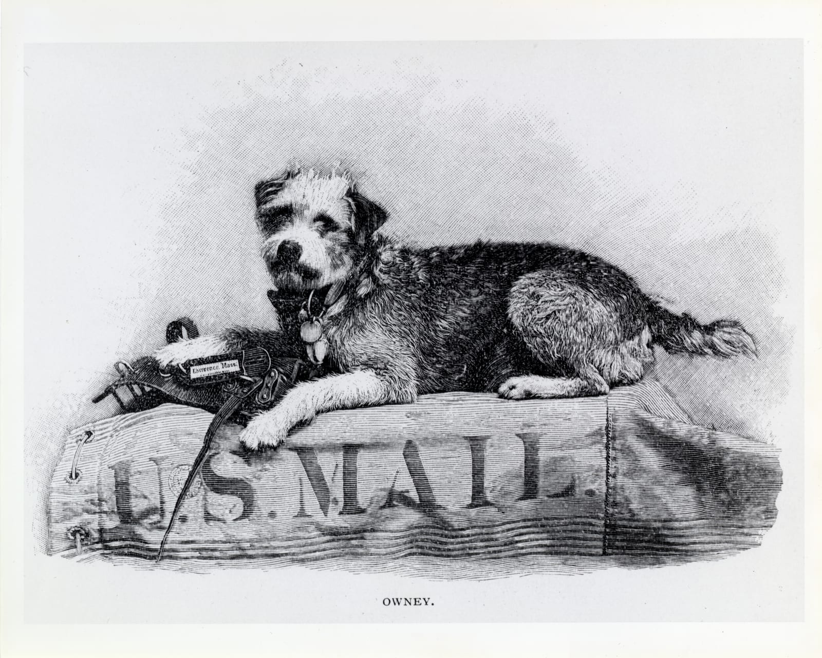 Photograph or image of Owney: Description : This is an illustration of Owney, the dog who was the unofficial mascot of the Railway Mail Service in the 1890s. Ow