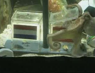Photograph or image of Paul the Octopus: Paul the Octopus correctly predicts a win by Spain over the Netherlands in the 2010 FIFA World Cup final. Screenshot ta