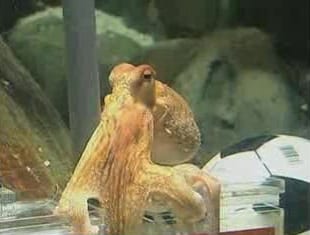 Photograph or image of Paul the Octopus: Paul the Octopus correctly predicts a win by Spain over Germany in the 2010 FIFA World Cup semi-final. Screenshot taken