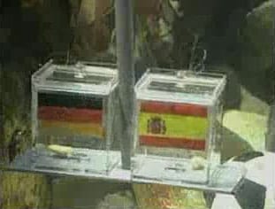 Photograph or image of Paul the Octopus: Boxes marked with the flags of Germany and Spain for Paul the Octopus to predict in the 2010 FIFA World Cup semi-final.