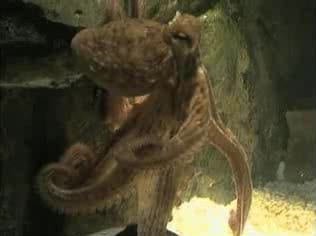 Photograph or image of Paul the Octopus: Paul the Octopus during the 2010 FIFA World Cup.