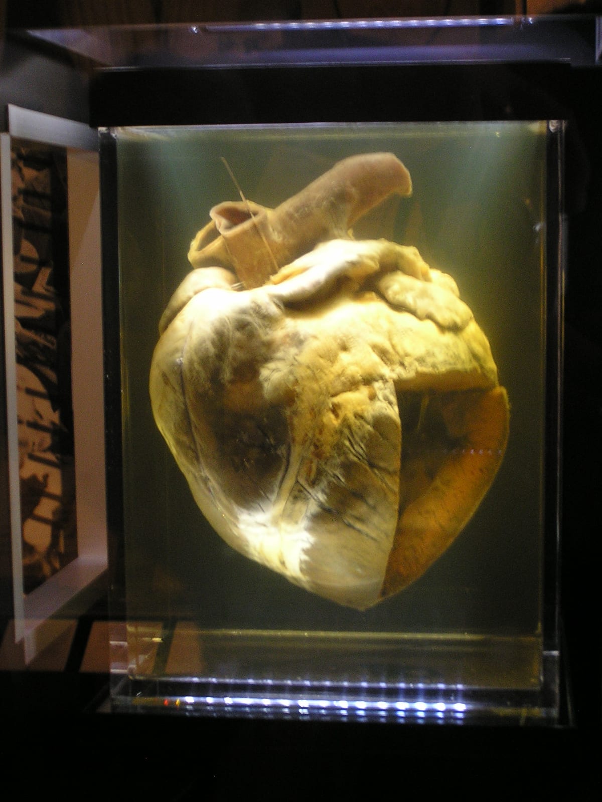 Photograph or image of Phar Lap: Phar Lap 's heart at the National Museum of Australia