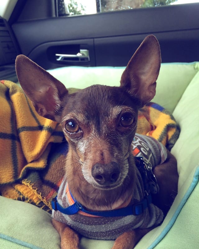 Photograph or image of Pickles: My dog pickles with brown hair he was a short haired deer head.