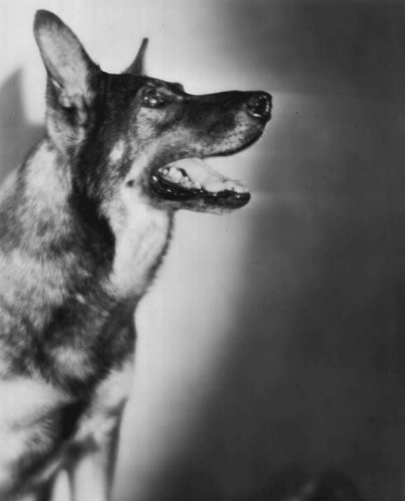 Photograph or image of Rin Tin Tin: Photo of Rin Tin Tin from the 1929 film Frozen River . This is the original Rin Tin Tin pictured.