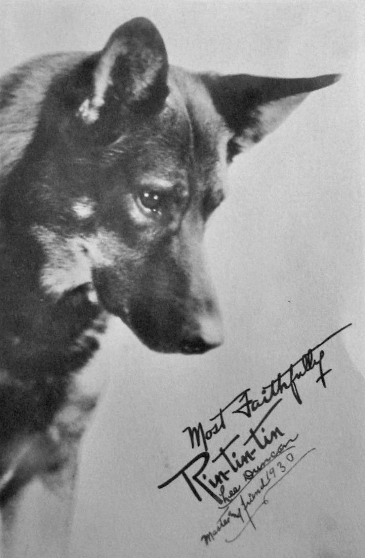 Photograph or image of Rin Tin Tin: Promotional photo of Rin-Tin-Tin. The photo is dated 1930 and signed by his owner. This was a promotional photo for a dog fo