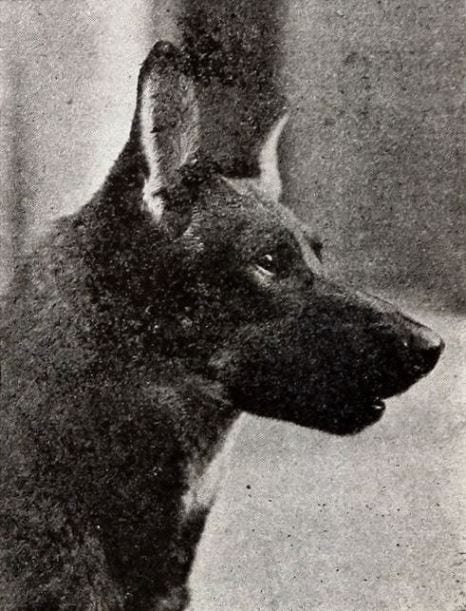 Photograph or image of Rin Tin Tin: Still from the American drama film Where the North Begins (1923) with Rin Tin Tin, on page 604 of the February 17, 1923 Exhi