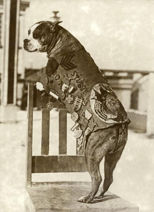 Photograph or image of Sergeant Stubby: The American army dog Sergeant Stubby (ca 1916-1926)