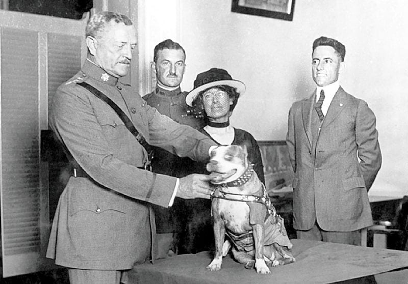 Photograph or image of Sergeant Stubby: General John J. Pershing awards Sergeant Stubby with a medal in 1921 as Robert Conroy, wearing suit, stands behind them.