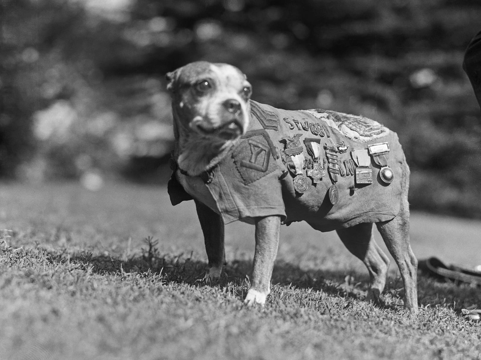 Image connected to Sergeant Stubby: Sergeant Stubby wearing military uniform and decorations.