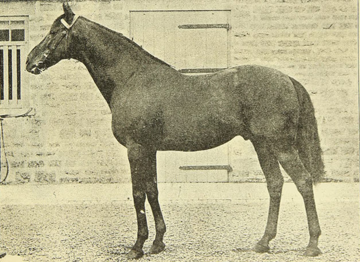 Photograph or image of St Simon: British Thoroughbred racehorse St. Simon