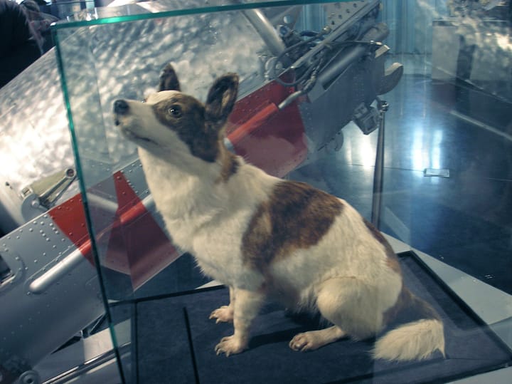 Photograph or image of Strelka: Soviet Space dog Strelka