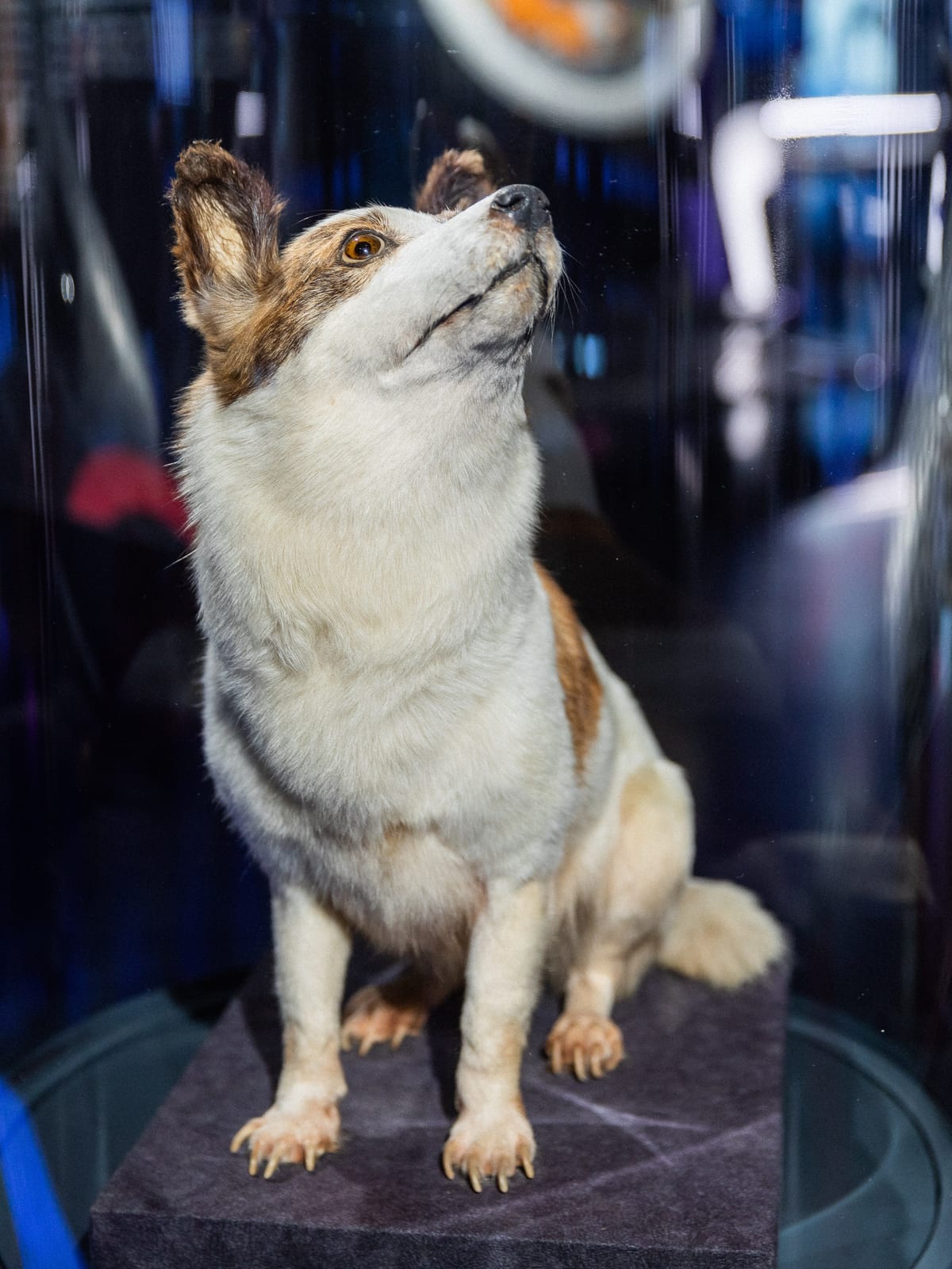 Photograph or image of Strelka: Strelka