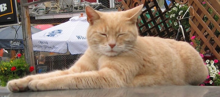 Photograph or image of Stubbs: The Feline Mayor of Talkeetna, Alaska
