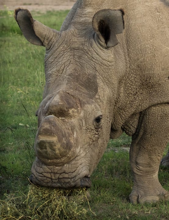 Photograph or image of Sudan: 'Sudan', the world's last male northern white rhino at Ol Pejeta Conservancy, a 90,000-acre conservancy in central Kenya.