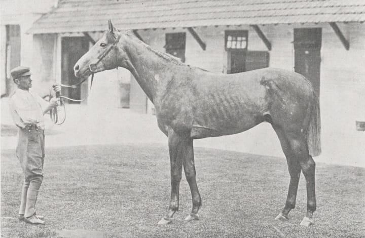 Photograph or image of The Tetrarch: Roi Herode , French Thoroughbred racehorse and sire.