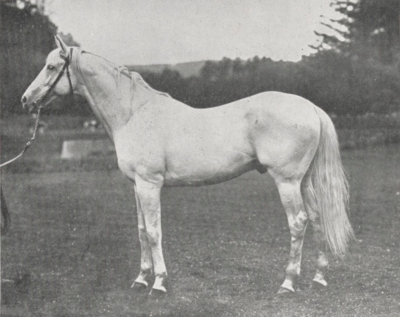 Photograph or image of The Tetrarch: Le Sancy , French Thoroughbred racehorse and sire.