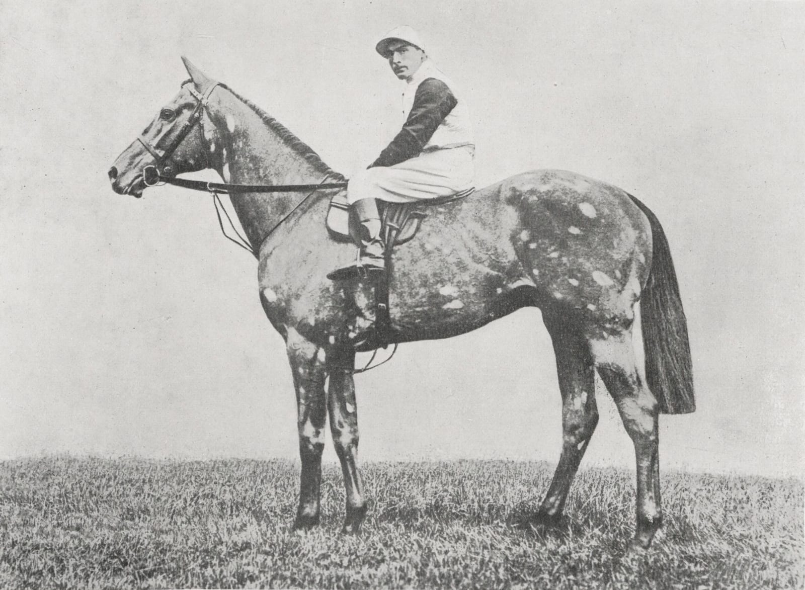 Photograph or image of The Tetrarch: The Tetrarch , Irish-bred, British-trained Thoroughbred racehorse. Ridden by Steve Donoghue .
