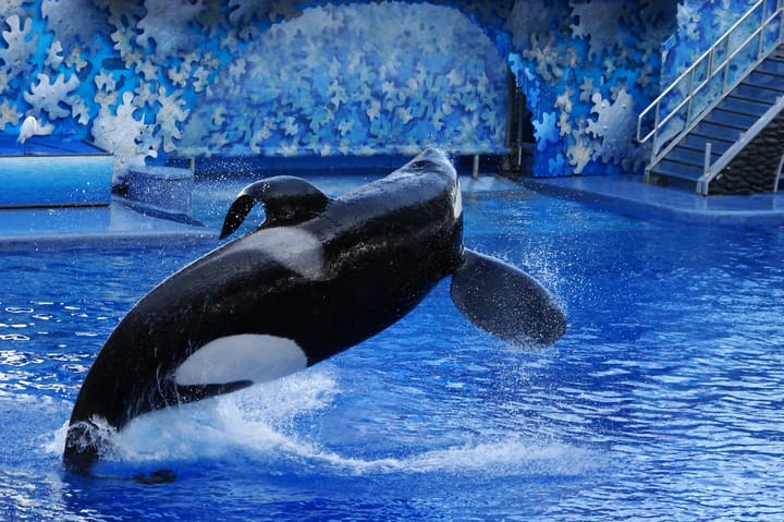 Photograph or image of Tilikum: Killer whale Tilikum during a Shamu performance at SeaWorld Orlando .