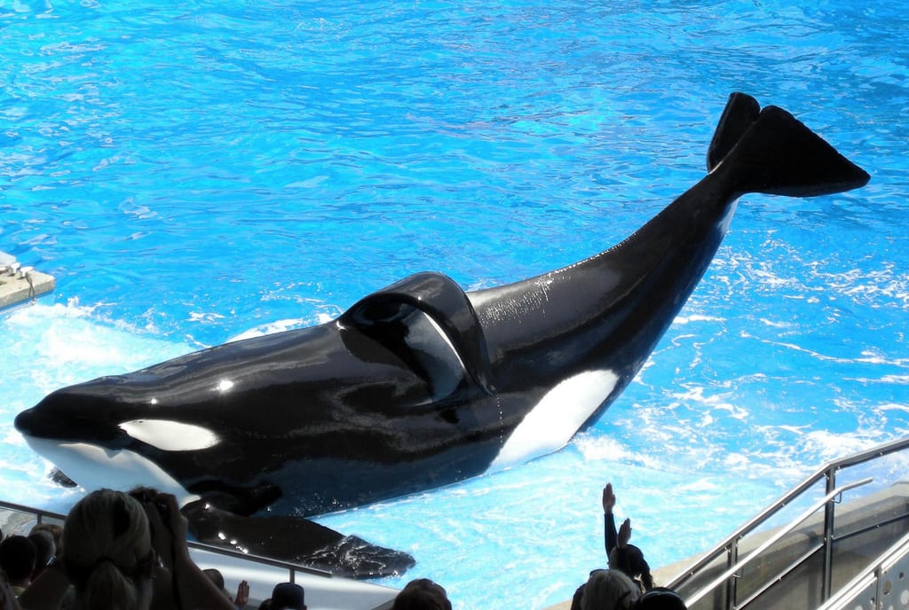 Photograph or image of Tilikum: Tilikum as "Shamu" at SeaWorld Orlando.