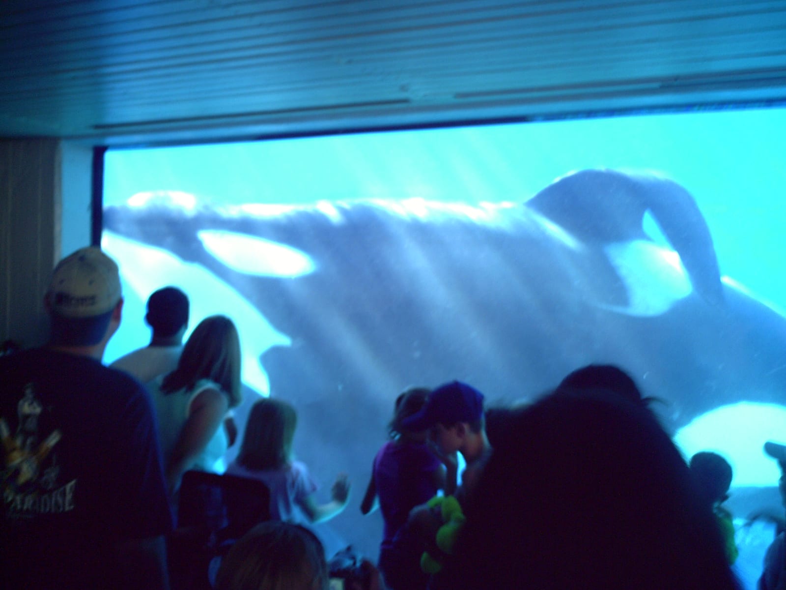 Photograph or image of Tilikum: Tilikum, an Orca at Sea World Orlando.