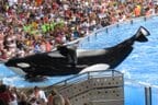 Photograph or image of Tilikum: tilikum performing at seaworld orlando.
