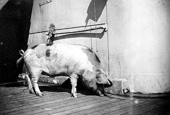 Photograph or image of Tirpitz: 'Tirpitz' the pig after being captured and adopted by the British. The pig started service life on board the German light cruise