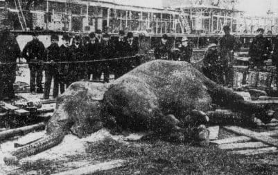 Photograph or image of Topsy: Topsy (the elephant) electrocuted in Coney Island
