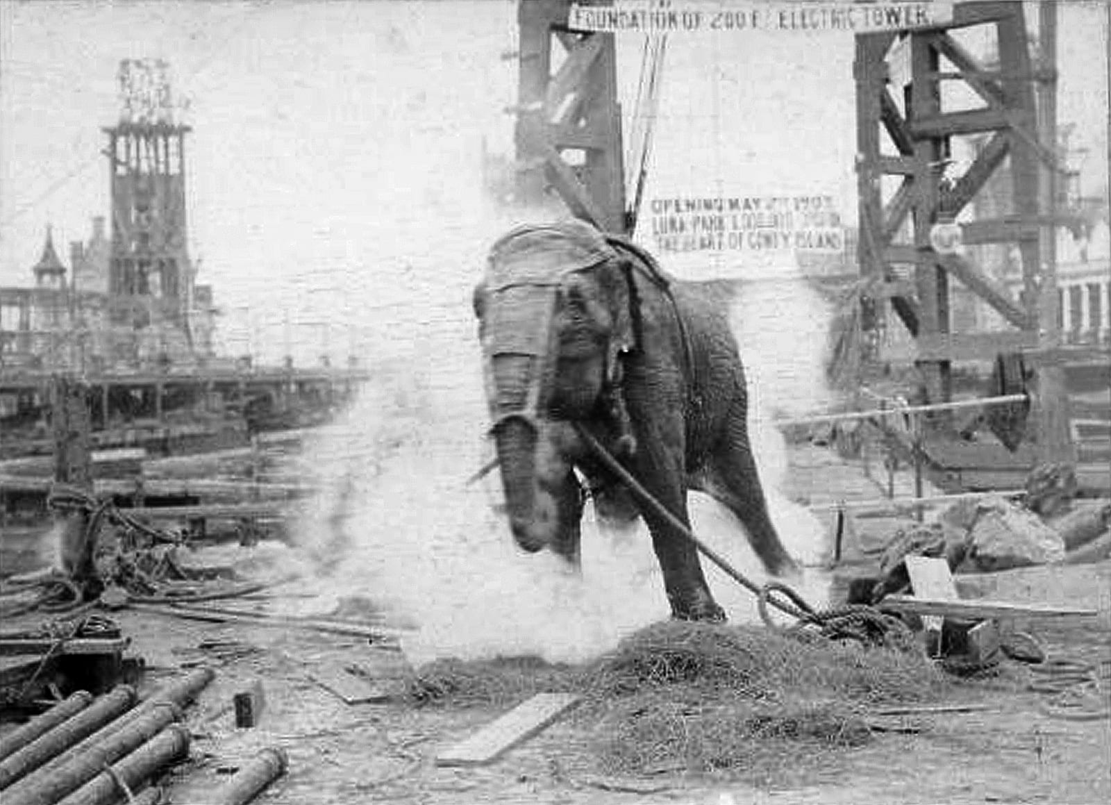 Photograph or image of Topsy: A press photograph from a January 4, 1903 electrocution of Topsy the elephant in an event to raise publicity about the opening of