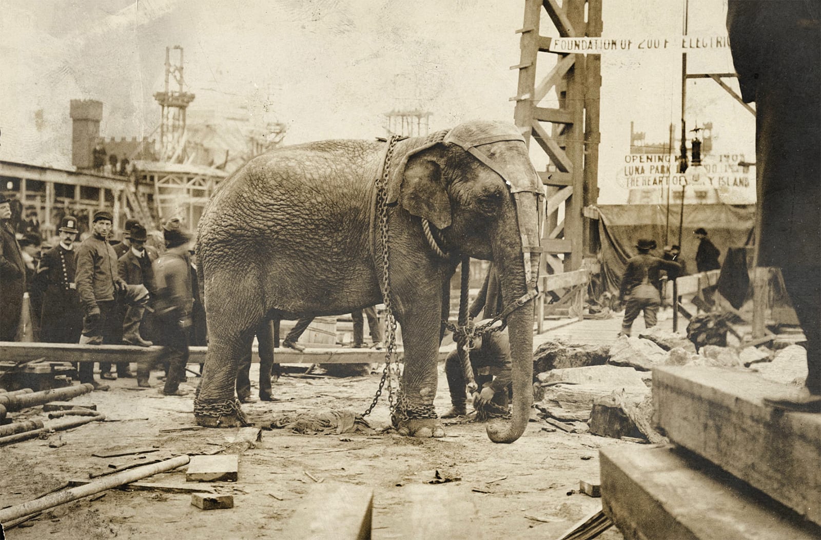 Photograph or image of Topsy: On January 4, 1903, in front of a small crowd of invited reporters and guests, Topsy the Elephant was fed carrots laced with 460 g