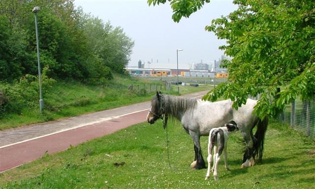 Photograph or image of Traveller: Grazing for Travellers' Horses, Riverside Park. The grassed areas of the business park provide grazing for travellers' horses