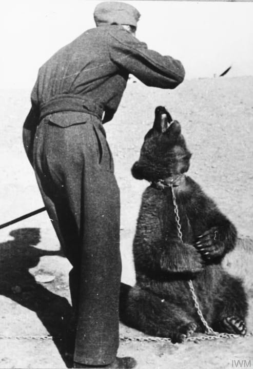 Photograph or image of Wojtek: Polish Soldier in Iran with Wojtek bear.