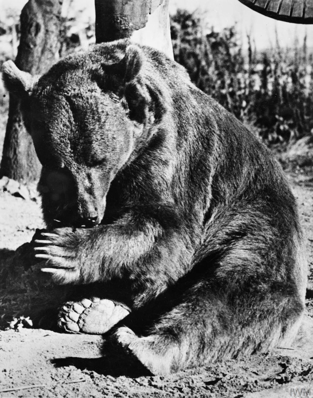 Wojtek
