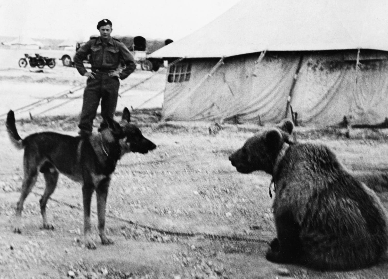 Photograph or image of Wojtek: In the Middle East a soldier of the 22nd Transport Artillery Company (Army Service Corps, 2nd Polish Corps) watches as a dog wari