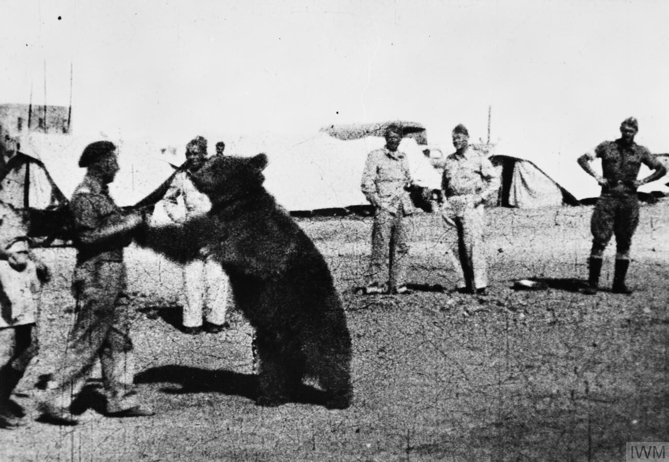 Photograph or image of Wojtek: Troops of the Polish 22 Transport Artillery Company (Army Service Corps, 2nd Polish Corps) watch as one of their comrades play wr